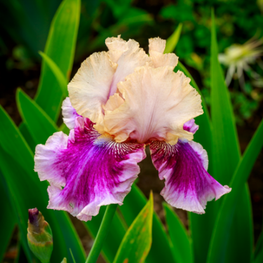 Bearded Iris 'Cherry Blossom Song' ,German Iris